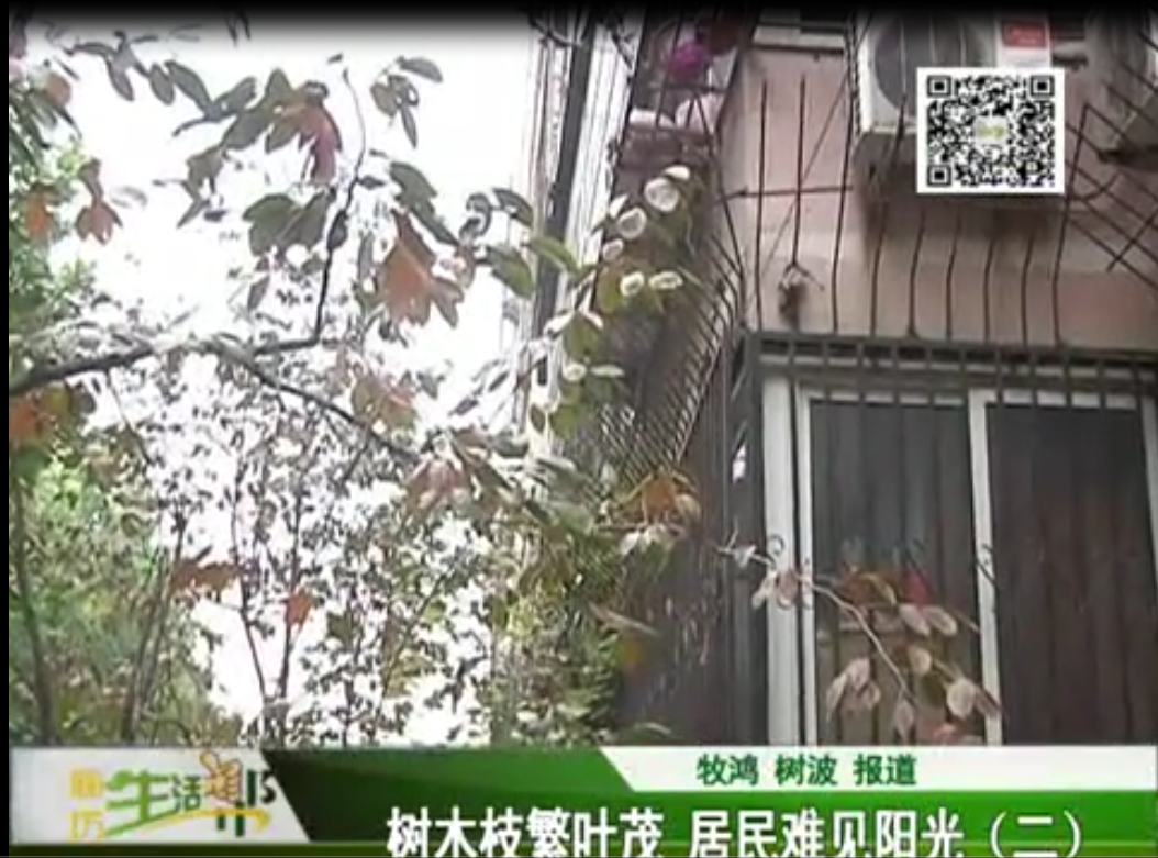 樹木枝繁葉茂 居民難見陽(yáng)光2