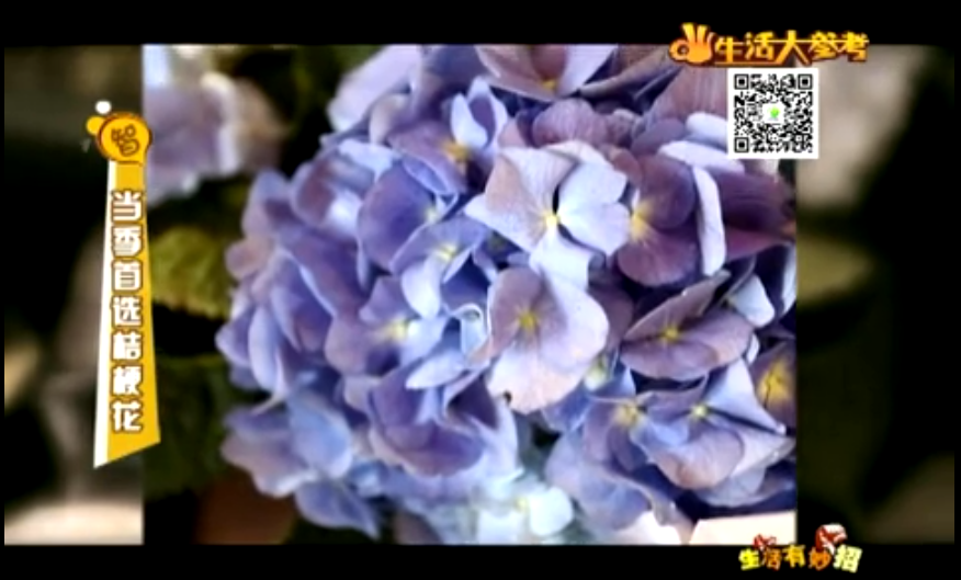 當(dāng)季首選桔?；▇