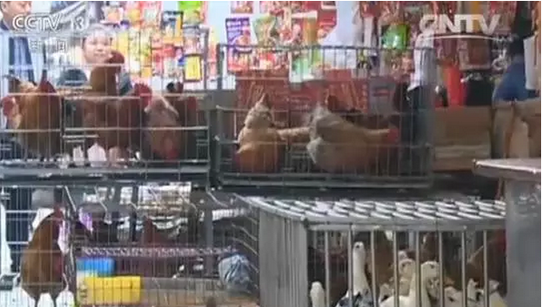H7N9又來(lái)了，5分鐘教你如何對(duì)抗禽流感！