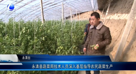 永清縣蔬菜局技術人員深入基層指導農民蔬菜生產