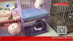狗年到 狗狗身價大漲啦！