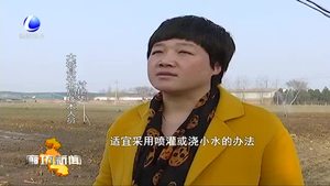 大城縣農業(yè)局全力做好春季小麥管理工作