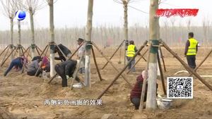 廊坊開發(fā)區(qū)“一地、一帶、五路”造林綠化工作進展順利