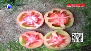 空心西紅柿是打了激素不能吃？專家辟謠為你壓壓驚