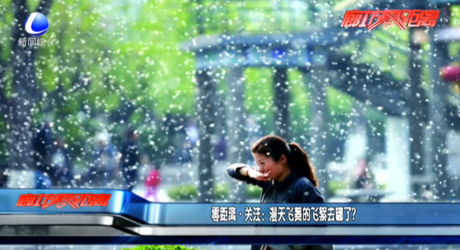 漫天飛舞的飛絮哪去了？