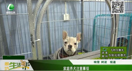 家庭養(yǎng)犬注意事項(xiàng)