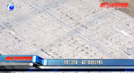 農(nóng)博士 話農(nóng)事——蔬菜穴盤育苗技術(shù)要點