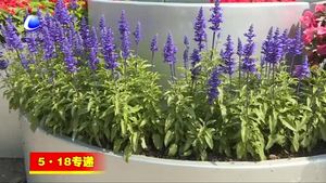 廊坊開發(fā)區(qū)花團錦簇迎盛會