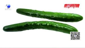 頂花帶刺黃瓜涂過(guò)避孕藥？專家；不可信