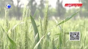 冬小麥春夏季管理技術(shù)要點指導