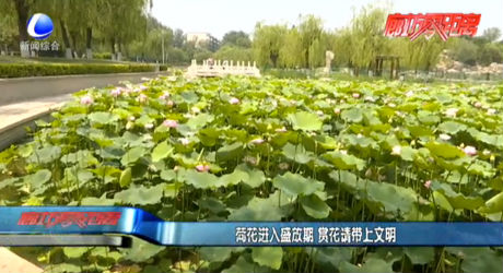 荷花進(jìn)入盛放期 賞花請帶上文明