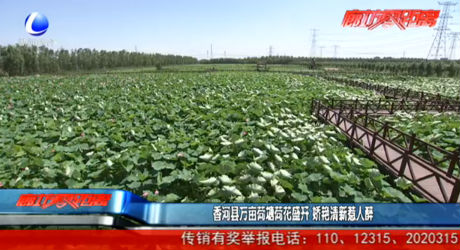 香河縣萬畝荷塘荷花盛開 嬌艷清新惹人醉