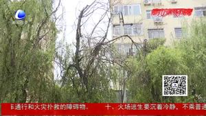 樹(shù)木無(wú)人管理影響美觀 市民希望盡快治理