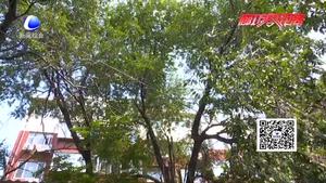 大樹(shù)折斷壓電線(xiàn) 誰(shuí)有權(quán)利伐樹(shù)