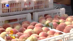 永清縣石各莊村建仙桃批發(fā)市場(chǎng) 方便村民銷(xiāo)售