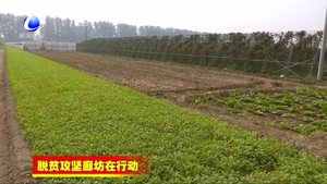 香河縣實(shí)施六大專項(xiàng)行動(dòng) 助力精準(zhǔn)脫貧