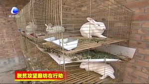 固安縣精準(zhǔn)幫扶打贏脫貧攻堅戰(zhàn)