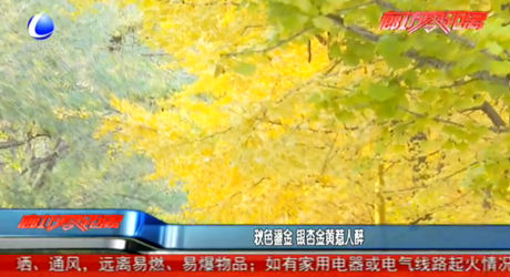 秋色鎏金 銀杏金黃惹人醉