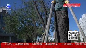 11棵市樹(shù)成功移植 助力城區(qū)道路建設(shè)