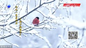 今日大雪：落盡瓊花天不惜 封它梅蕊玉無(wú)香