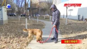 不文明養(yǎng)犬莫讓寵物背惡名 治理既靠規(guī)范也靠自覺