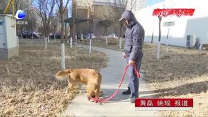 文明養(yǎng)犬（一）有效預防病毒傳染
