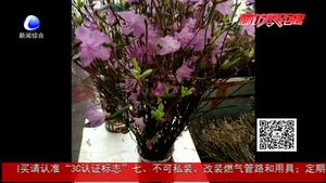 干枝杜鵑再現(xiàn) 業(yè)內人士：大規(guī)模砍伐破壞生態(tài)平衡