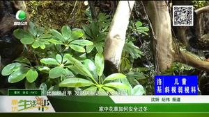 家中花草如何安全過冬