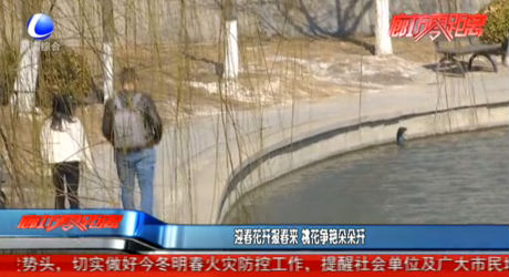 迎春花開報(bào)春來 桃花爭艷朵朵開