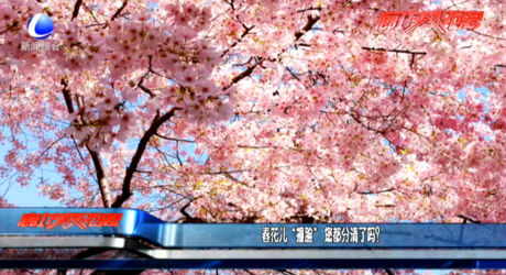 春花兒“撞臉” 您都分清了嗎？
