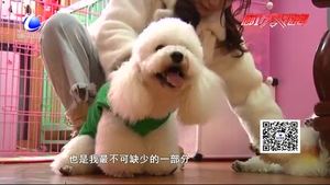 寵物經(jīng)濟火爆背后（一）：陪伴 讓自己變得更好