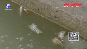 零距離·關(guān)注：人民公園人工湖內(nèi)現(xiàn)死魚 工作人員表示或與放生、捕魚有關(guān)