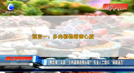 零距離求真：多肉植物毒害心臟？專業(yè)人士盤點“綠植謠言”