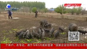 勞動最光榮：記者體驗(yàn)養(yǎng)豬人的一天 致敬平凡崗位上的勞動者