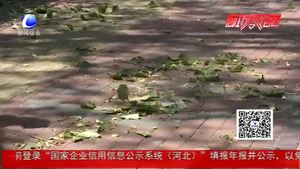 大風刮段樹枝 環(huán)衛(wèi)園林工人清理忙