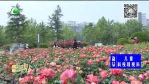 丹鳳公園10余萬(wàn)株月季 花開(kāi)正艷