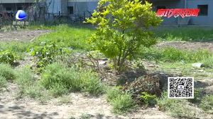 三大街南側綠地雜草叢生 市民感嘆美麗環(huán)境管理不善