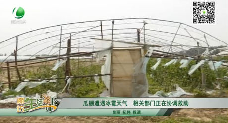 瓜棚遭遇冰雹天氣 相關部門正在協(xié)調救助
