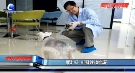 零距離·關注：38萬克隆寵物狗 你會嘗試嗎？