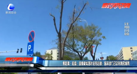 零距離·追蹤：國(guó)槐疑似落葉枯死后續(xù)：園林部門已及時(shí)用藥修剪