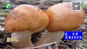 來(lái)源不明的野生蘑菇勿摘