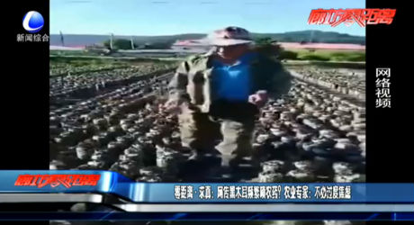零距離·求真：網(wǎng)傳黑木耳頻繁噴農(nóng)藥？農(nóng)業(yè)專家：不必過度焦慮