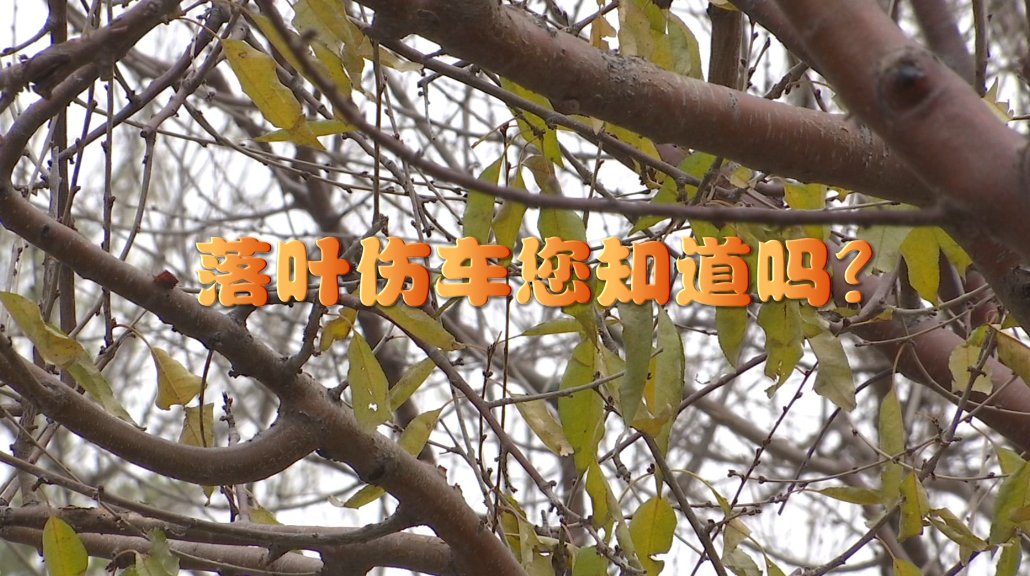 落葉傷車您知道嗎？