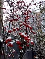 雪景美如畫(huà)
