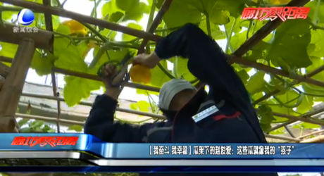 【我?jiàn)^斗 我幸?！抗霞芟碌内w俊愛(ài)：這些瓜就像我的“孩子”