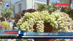 多肉植物春季養(yǎng)護(hù)？記住三個(gè)小技巧
