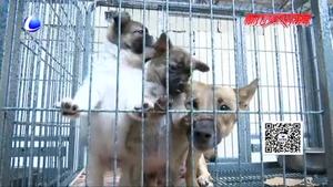 我市犬類留檢所對(duì)不文明養(yǎng)犬行為進(jìn)行整治 發(fā)布軍民領(lǐng)養(yǎng)犬只流程
