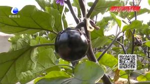 科技成果示范基地：日光溫室甜椒、番茄、茄子優(yōu)良品種示范