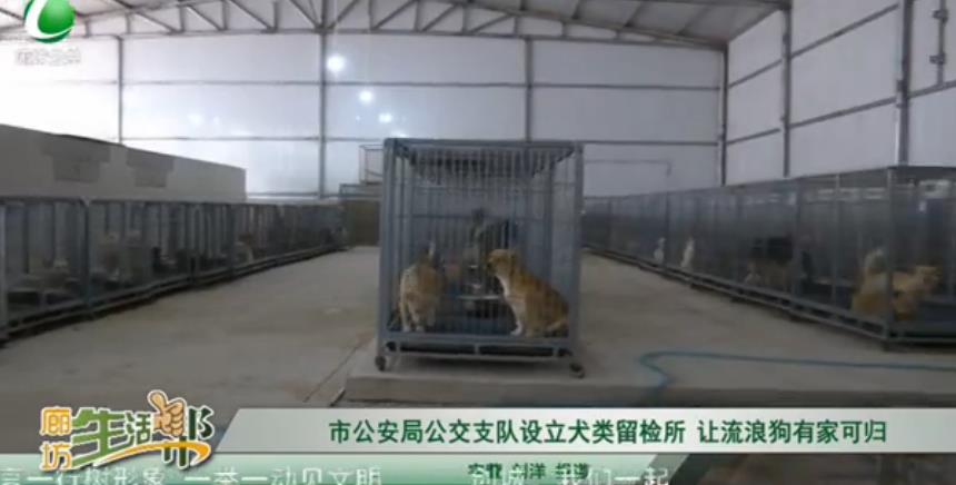 市公安局公交支隊(duì)設(shè)立犬類留檢所 讓流浪狗有家可歸
