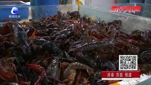 美味龍蝦季也有煩惱 吃小龍蝦過敏了怎么辦？